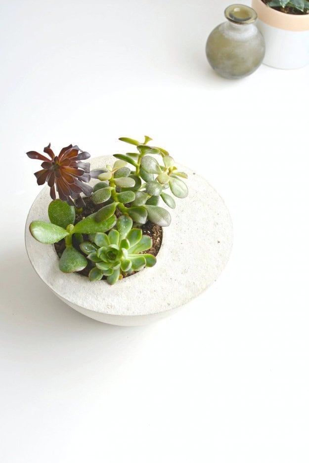 DIY Succulent Plant Holder