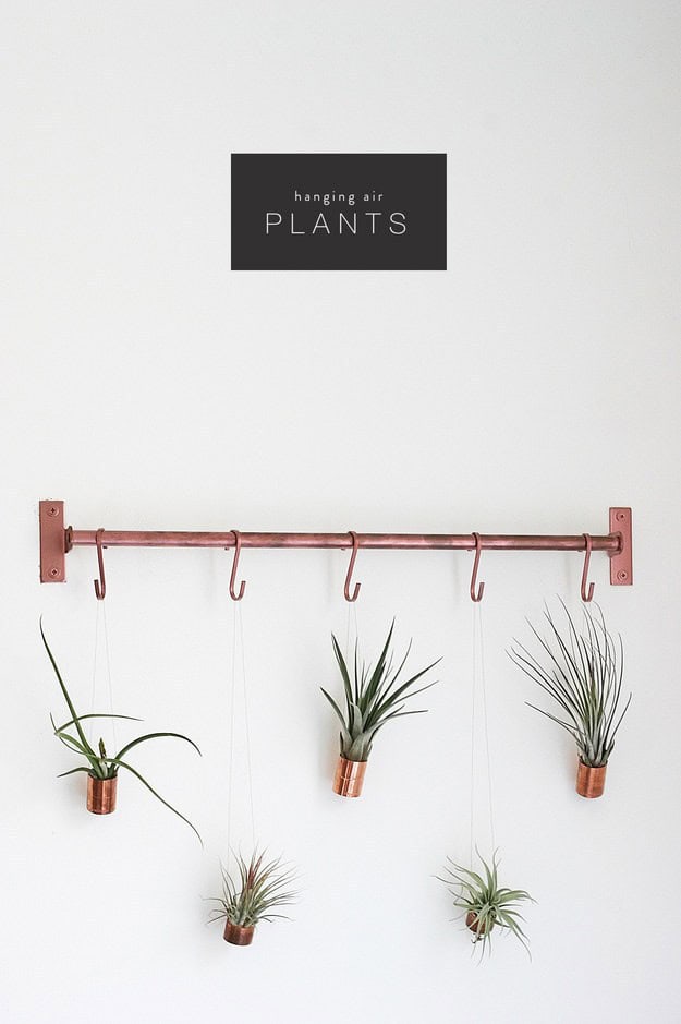 DIY Air Plant Hanger